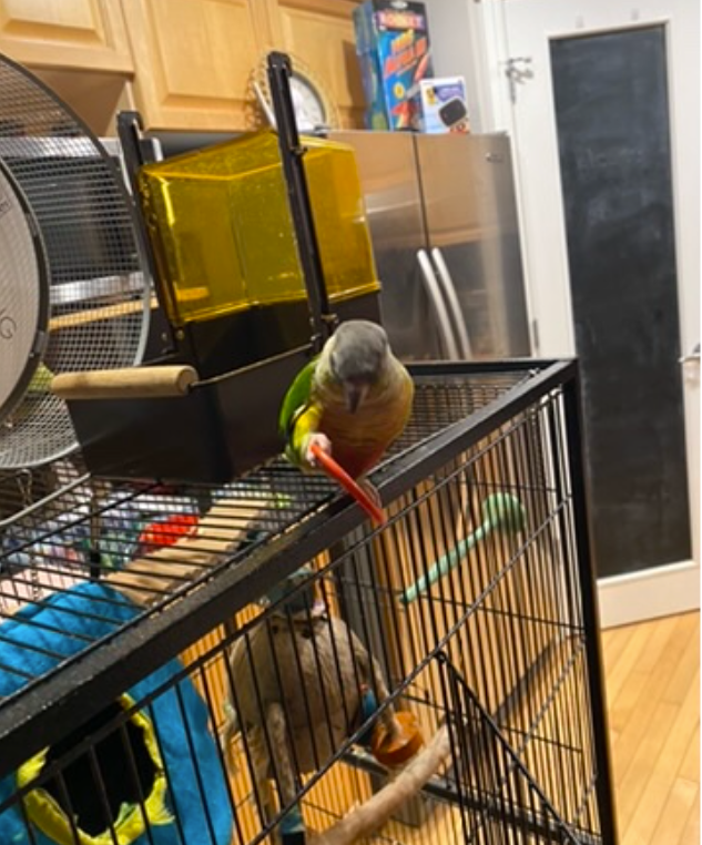 Two Conure Parrots - Only $450 in Birds for Rehoming in Calgary - Image 3
