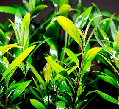 LIVE AQUARIUM PLANTS : SIAMENSIS : (HYGROPHILA SIAMENSIS), View more