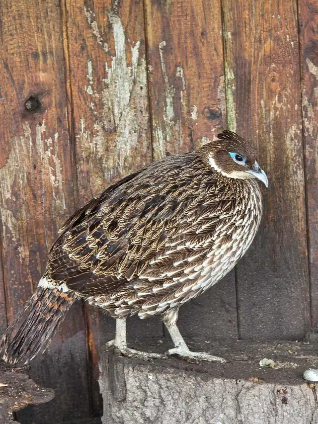 Pheasants in Birds for Rehoming in Delta/Surrey/Langley - Image 2