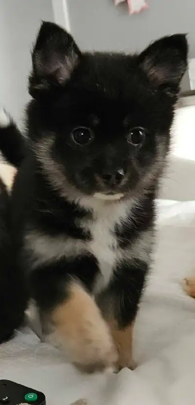 pomsky f1b puppies, View more