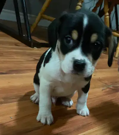 Puppies for sale, View more