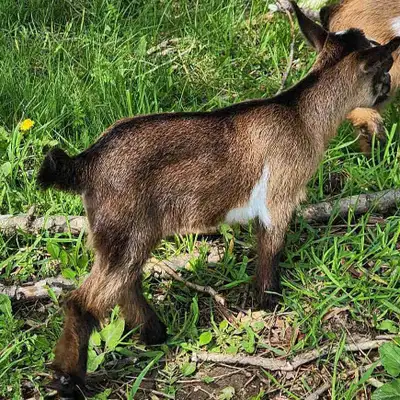 Nigerian dwarf doelings, View more