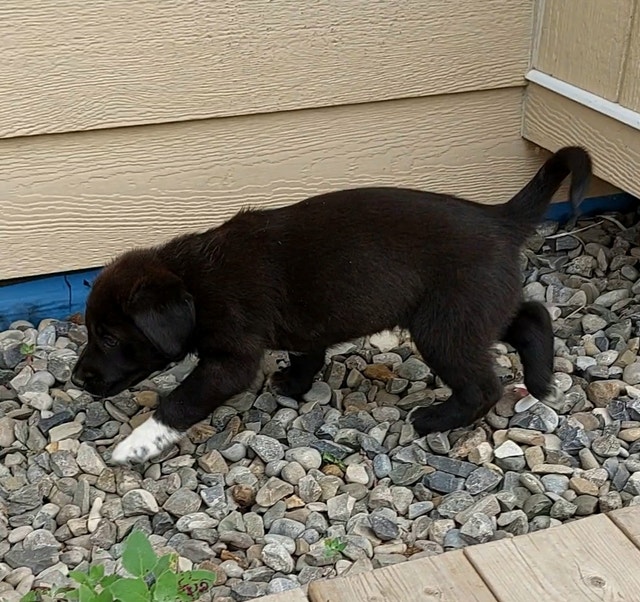 *4 left* Beautiful Husky x Chocolate Lab Puppies Dogs & Puppies for