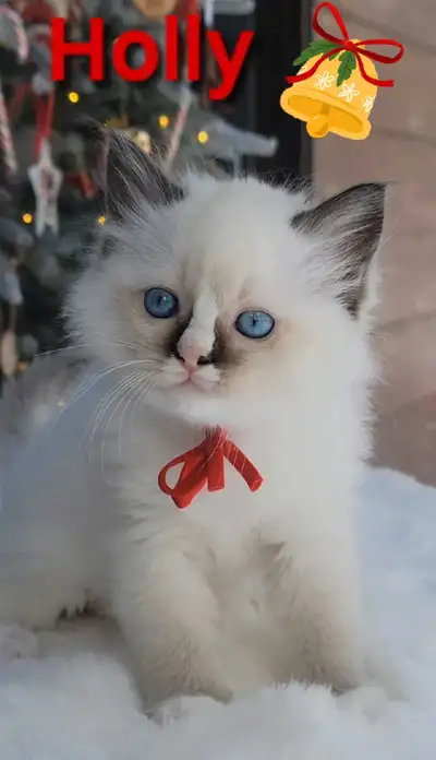 TICA/CFA Registered Cattery – Ragdoll Kittens January 15th!!!, View more