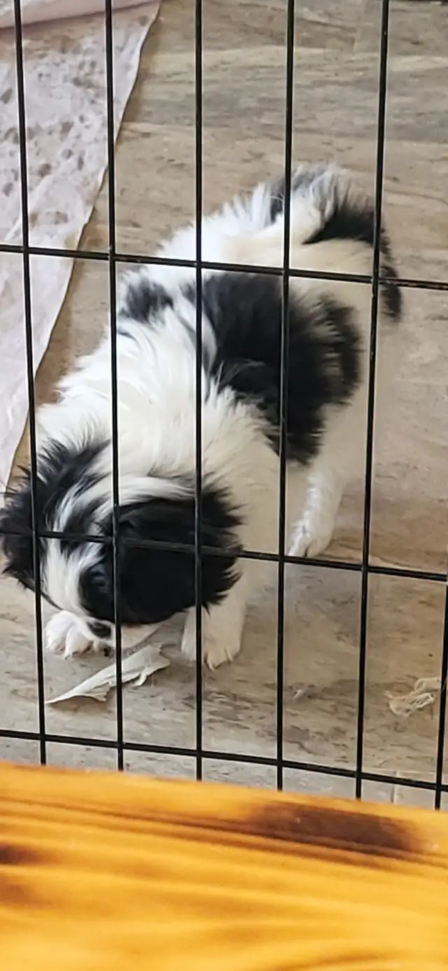 JAPANESE CHIN in Dogs & Puppies for Rehoming in Calgary - Image 6