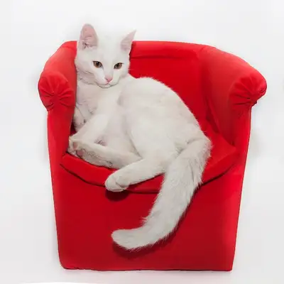 ❤️ RVT offering  home style cat boarding & cat sitting sitter ❤️, View more