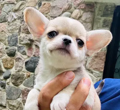 Apple Head Chihuahua puppies, View more