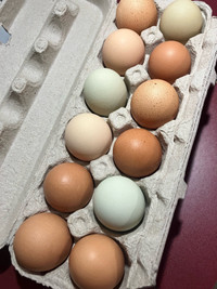Barnyard Mix Hatching Eggs - Delivery Available 