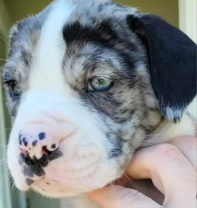 RARE ALAPAHA BULLDOG PUPPIES, View more