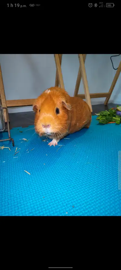 Cochon d'Inde de 2 ans, 40$ avec accessoires et cage, View more