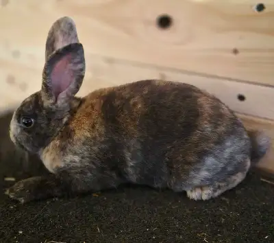 Harlequin baby rabbit, View more