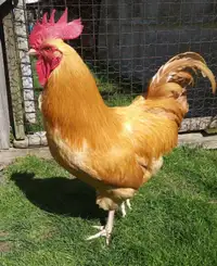Buff orphington rooster