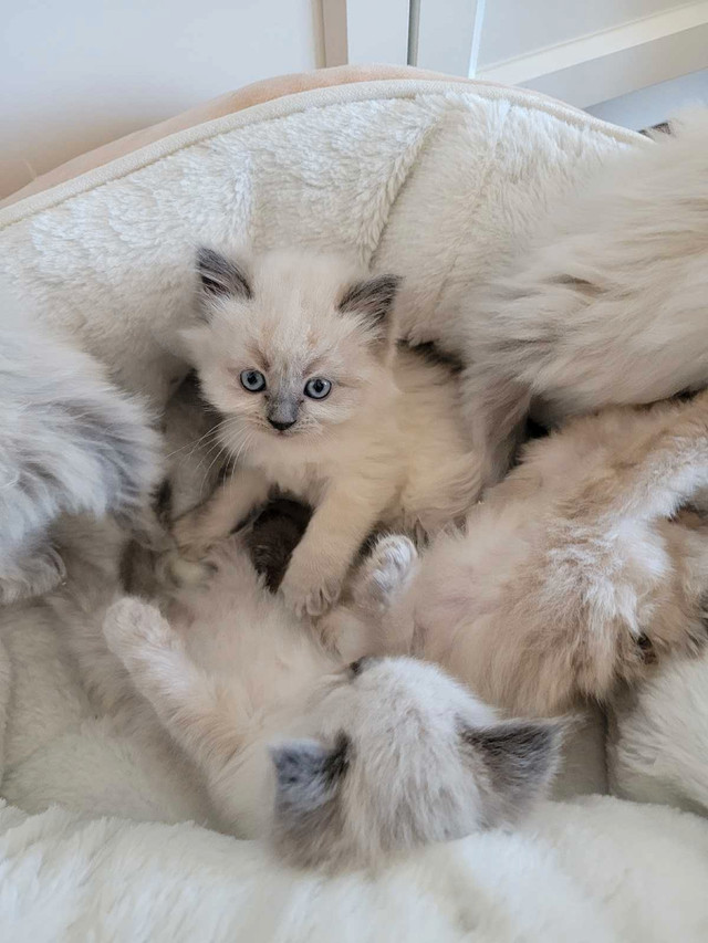 Pure ragdoll female  in Cats & Kittens for Rehoming in Burnaby/New Westminster