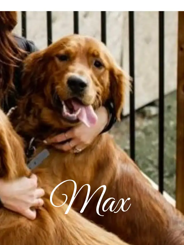 Golden Retriever Puppies *SOLD* in Dogs & Puppies for Rehoming in Winnipeg - Image 8