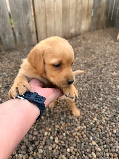 Only 3 left (2 girls & 1 boy) Black Powder Kennels has a beautiful litter of CKC registered yellow l...