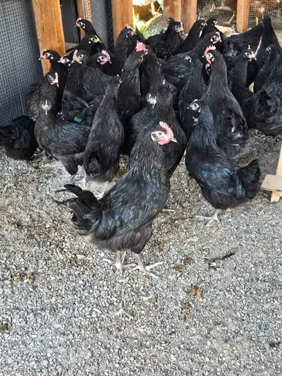 autralorps white leg horns will be laying in August, View more