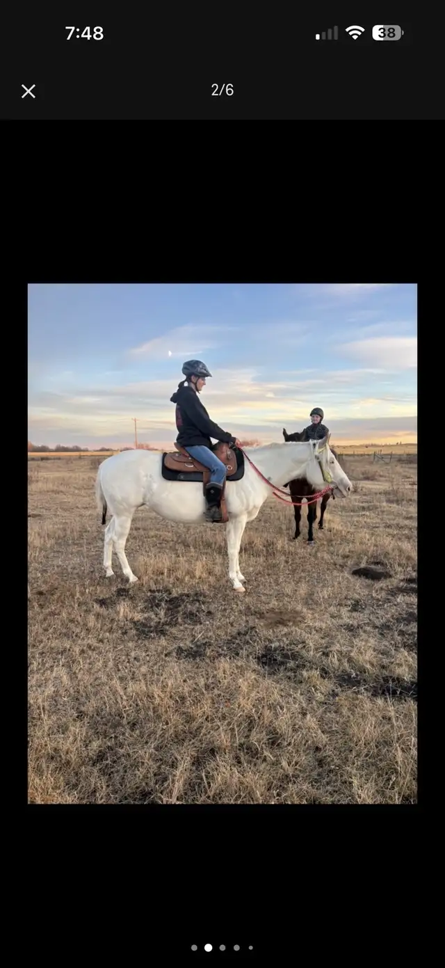 2022 Mare APHA  in Equestrian & Livestock Accessories in Red Deer - Image 3