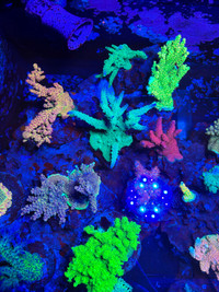 Coraux eau salée / Saltwater coral frag