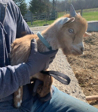 Organically Raised Nigerian Dwarf Goat Kids in Livestock in Barrie - Image 4