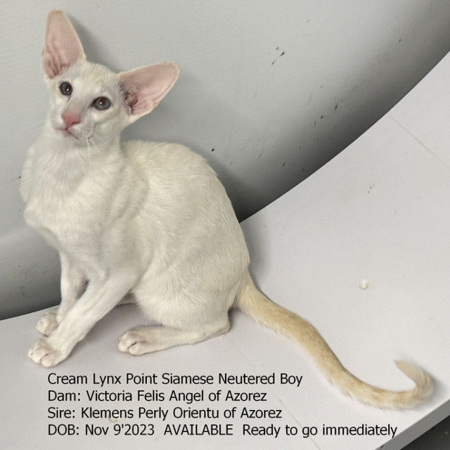 Red Lynx Point Male Siamese in Cats & Kittens for Rehoming in Abbotsford - Image 3