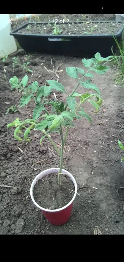 Heirloom tomatoes for sale!, View more