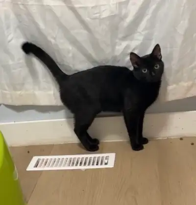 Black fixed female for rehome, View more