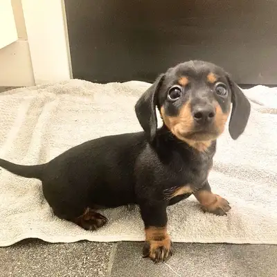 Mini Dachshund Puppies for Sale!, View more