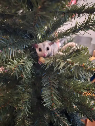 sugar gliders, View more