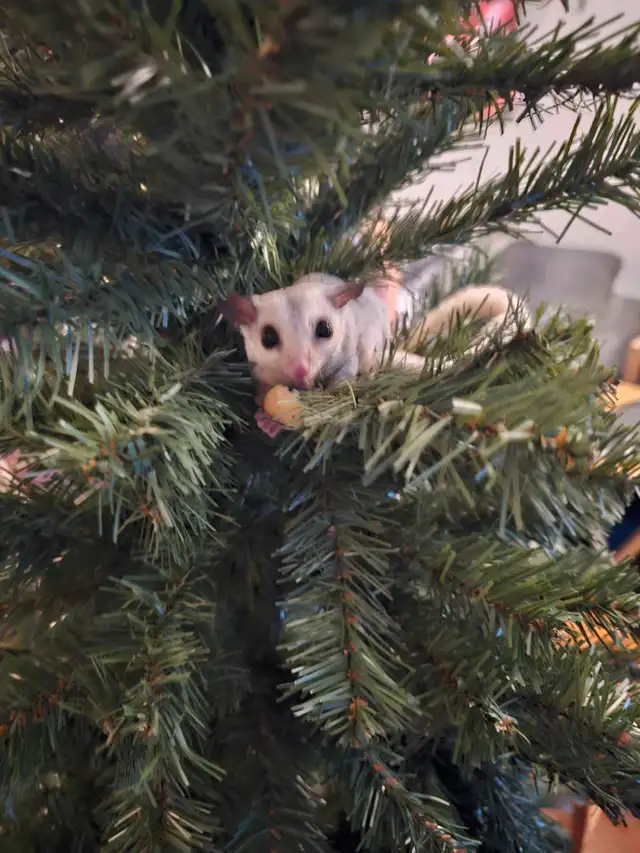 sugar gliders in Other Pets for Rehoming in Nelson - Image 2