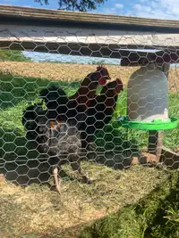 Black copper Maran rooster