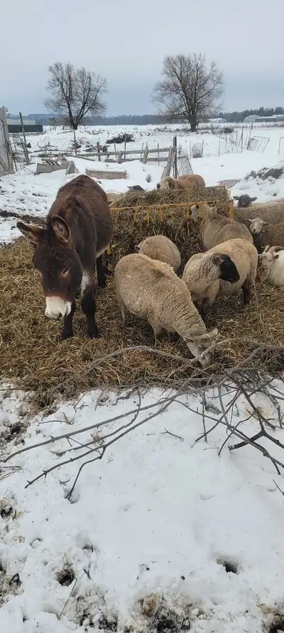 Jack for Sale, View more