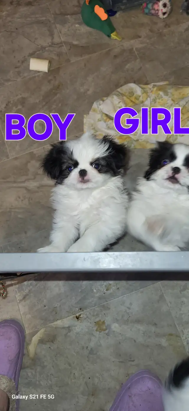 JAPANESE CHIN in Dogs & Puppies for Rehoming in Calgary - Image 8