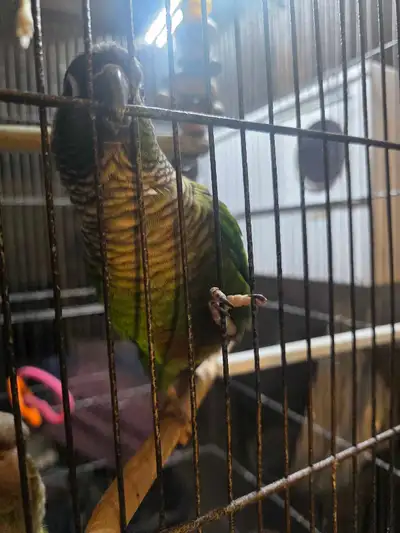 conure manipulable dresser unique, View more
