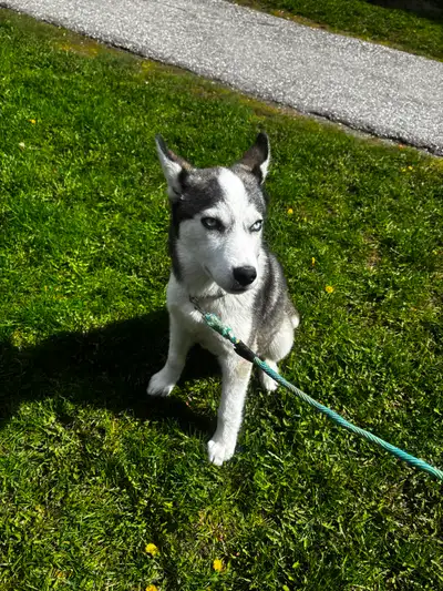 siberian husky female in Dogs & Puppies for Rehoming in Ontario