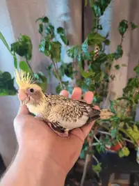 Cockatiel nourrie a la main et seront zoothérapie 