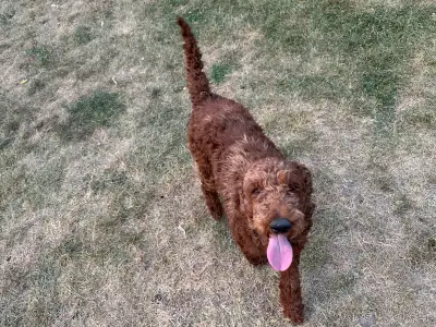beautiful standard poodle rehome, View more