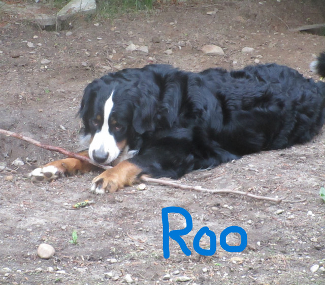 Bernese Mountain Puppies in Dogs & Puppies for Rehoming in Barrie - Image 3