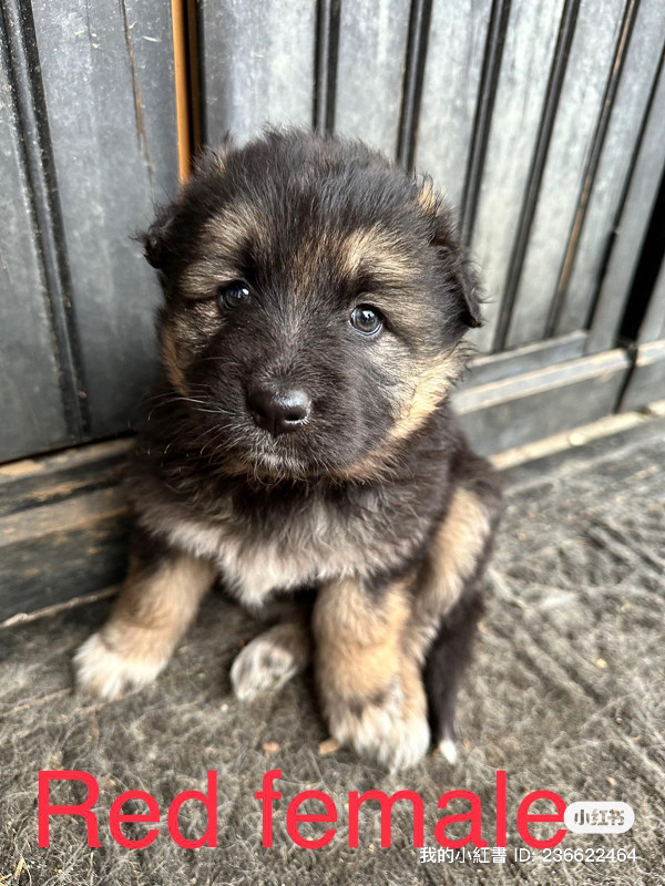 German shepherd mix puppies in Dogs & Puppies for Rehoming in Chilliwack - Image 2