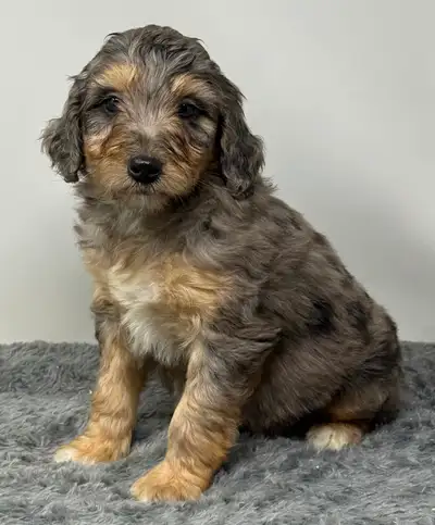 Visit our website for available puppies, more pictures and our puppy application www.tiptopdoodles.c...