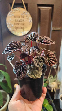 Ripple Peperomia in Blood red color