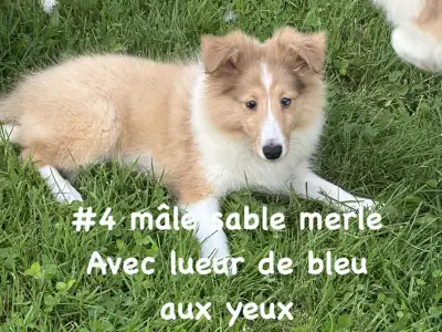 chiots berger shetland, View more