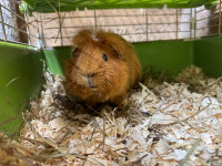 Hubert guinea pig, cochon d’Inde 