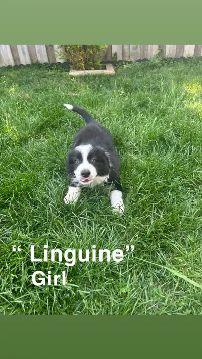 Puppies for sale, View more