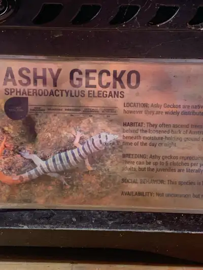 pair of ashy geckos, View more