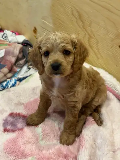Cockapoo Puppy, View more