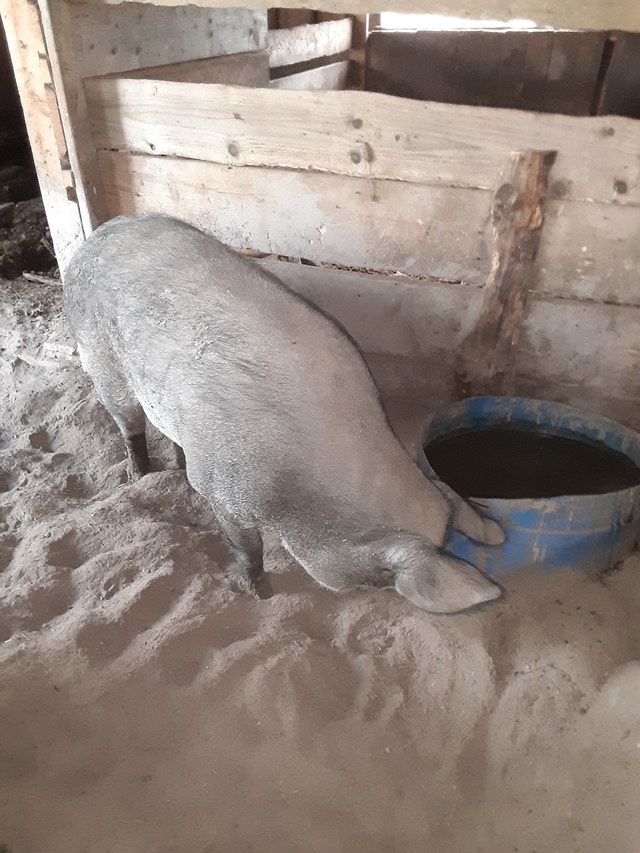 Pigs for sale Livestock Bridgewater Kijiji