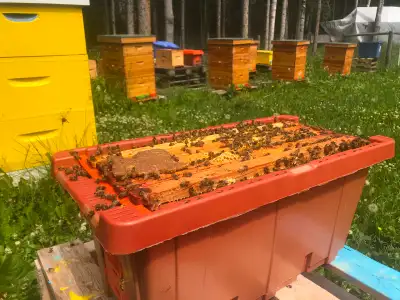 Bee Nuc, View more
