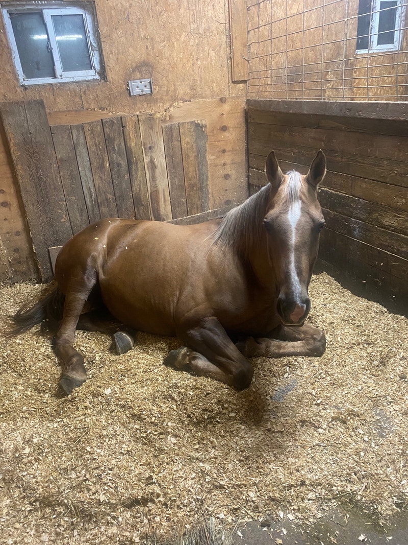 “Lacey”. 10 year old quarter horse mare for sale Horses & Ponies for