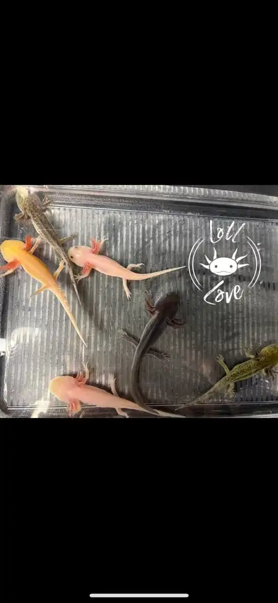 Healthy juvenile axolotls available and growing well. Size: inches Unsexed Morphs Available: • Axant...