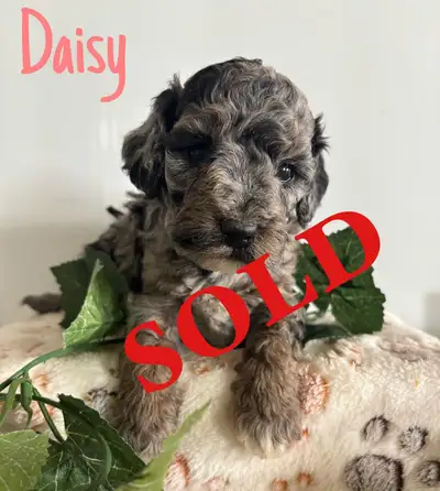 Cockapoo Puppies, View more